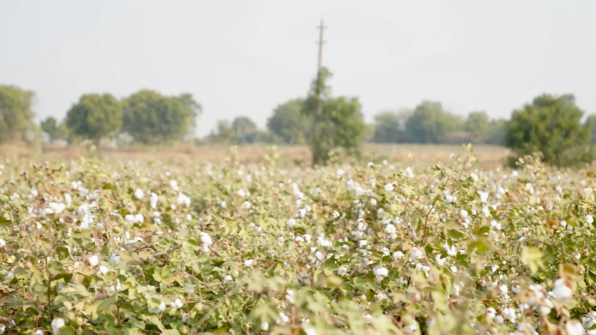 Baumwollplantage in der Projektregion Indien
