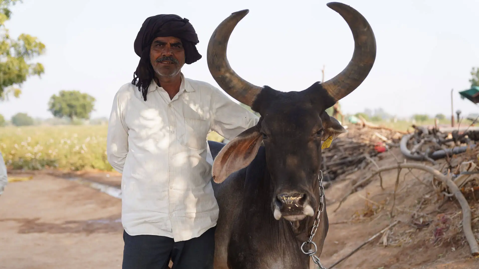 Rind in der Projektregion Indien